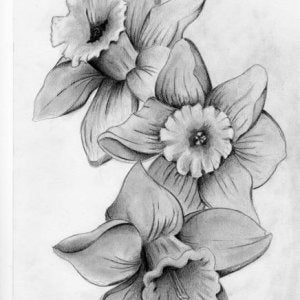 Daffodil tattoo | Artist Forum Daffodil tattoo | Artist Forum
